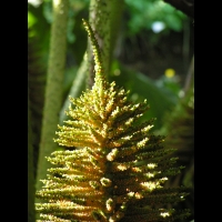 Ceratostigma Plumbaginoides (fam Plumbaginacees) (Chine) (4)